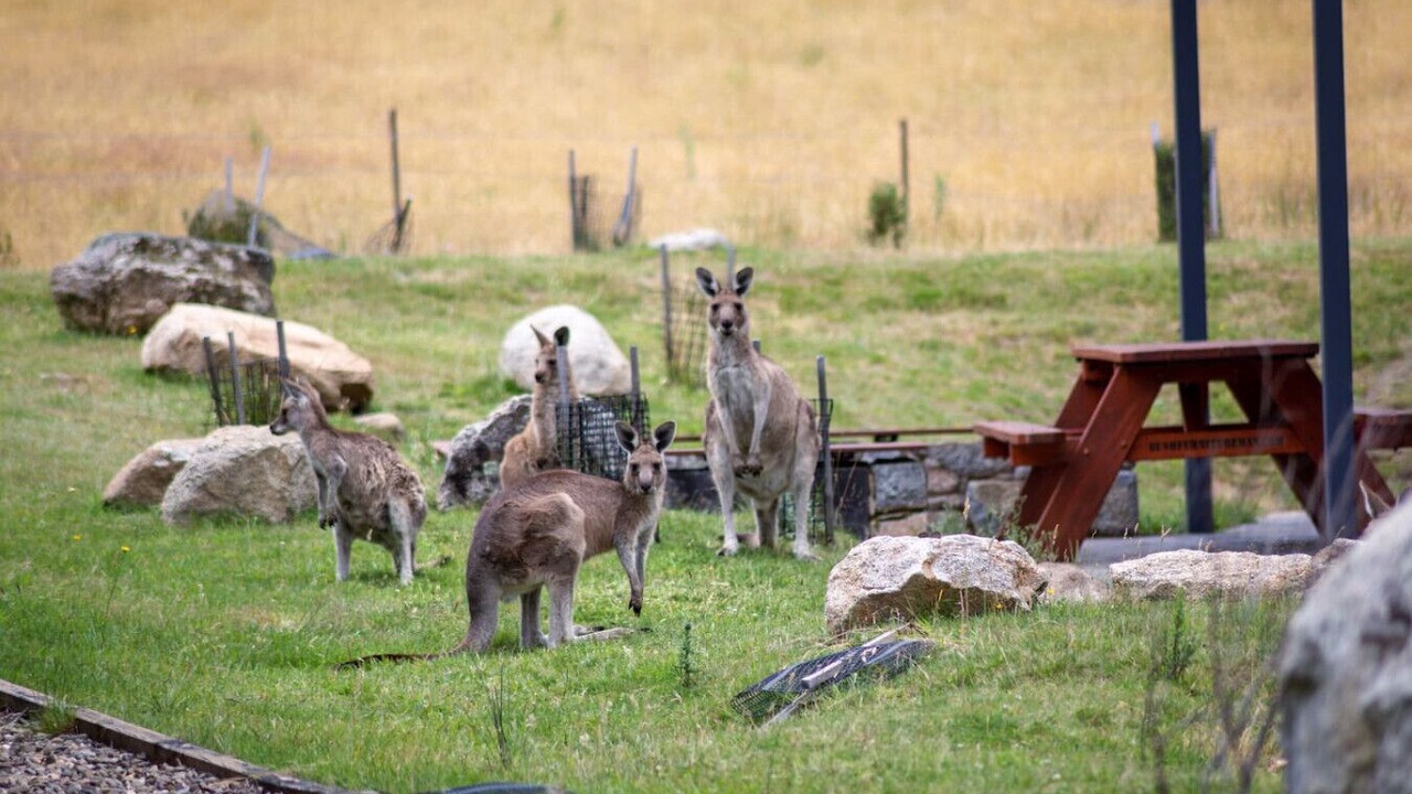 Photo of Others in Lake Crackenback