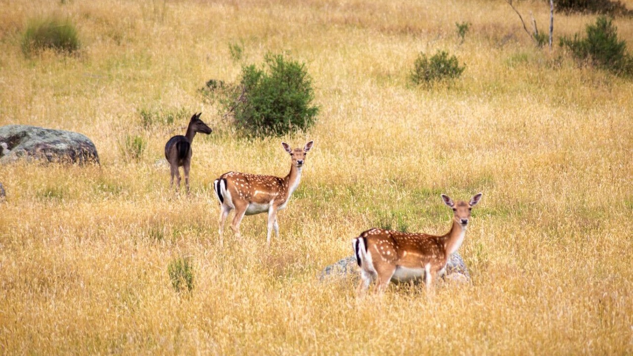 Photo of Others in Lake Crackenback