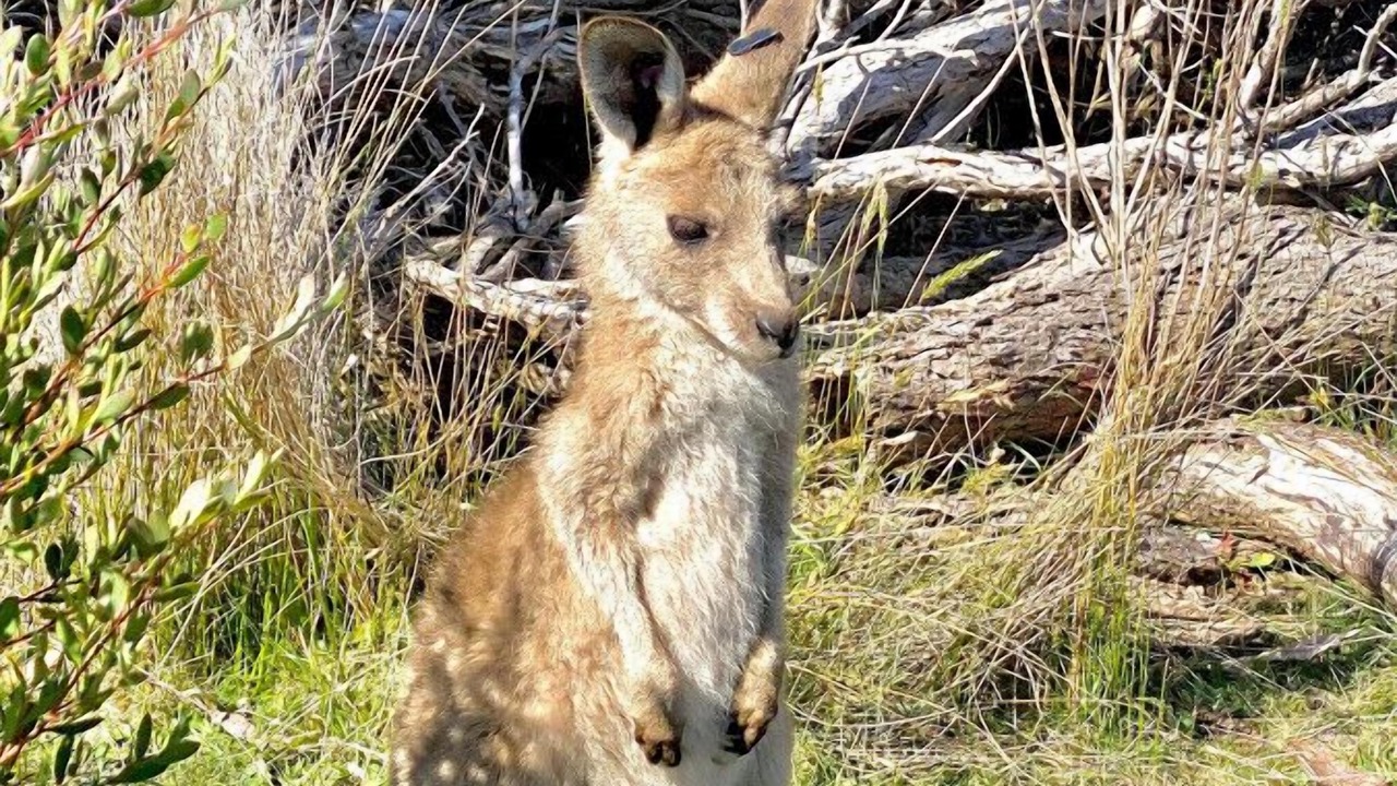 Photo of Others in Sandy Point