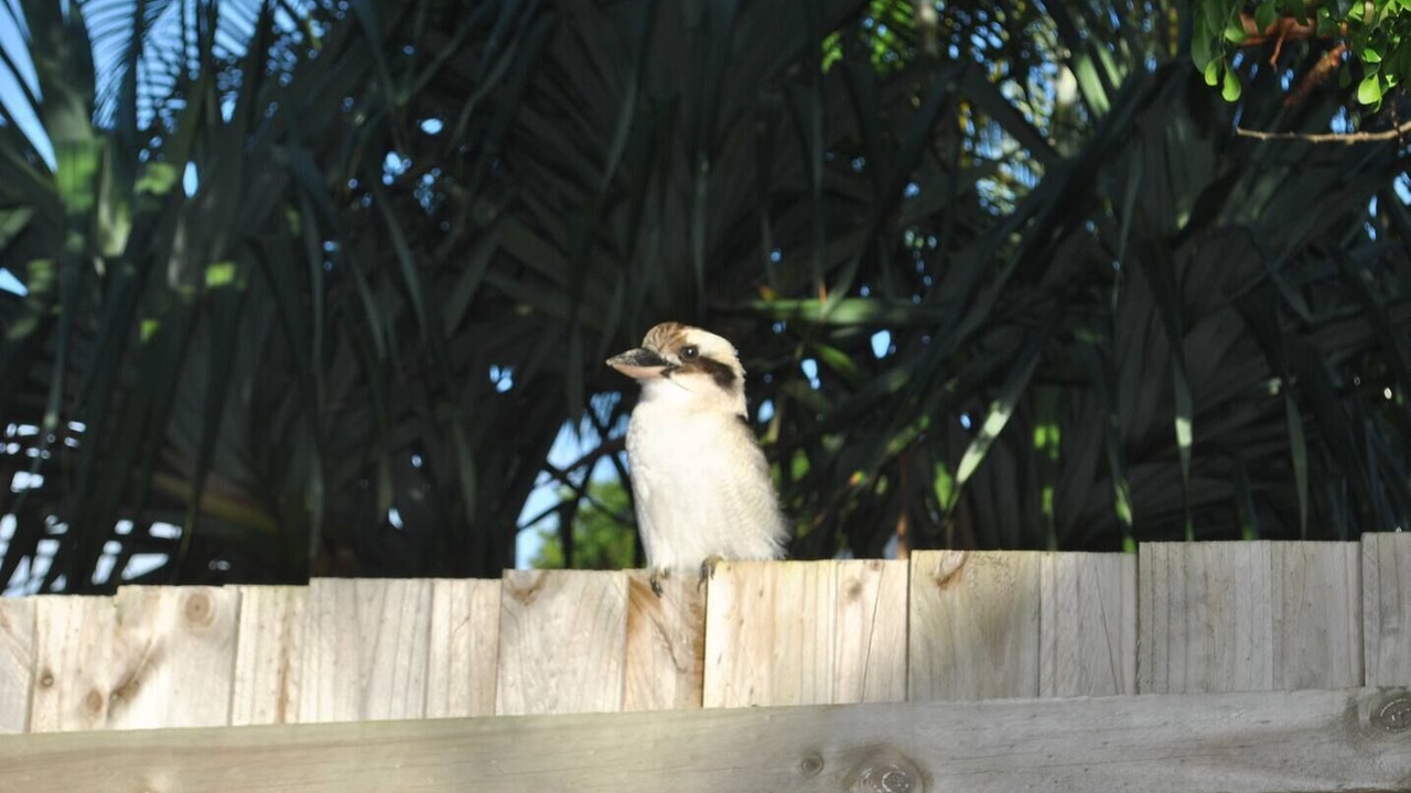 Photo of Others in Iluka