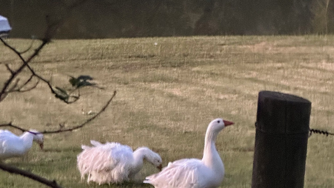 Photo of Others in Wollombi