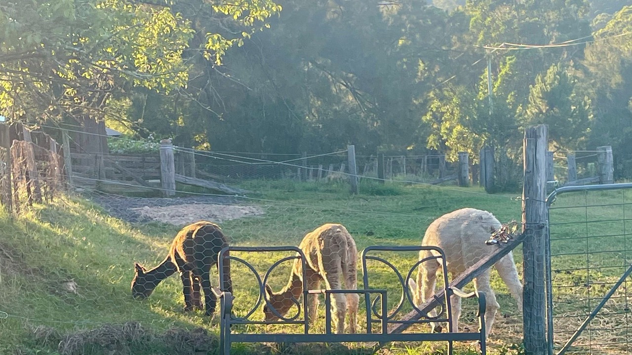Photo of Others in Wollombi