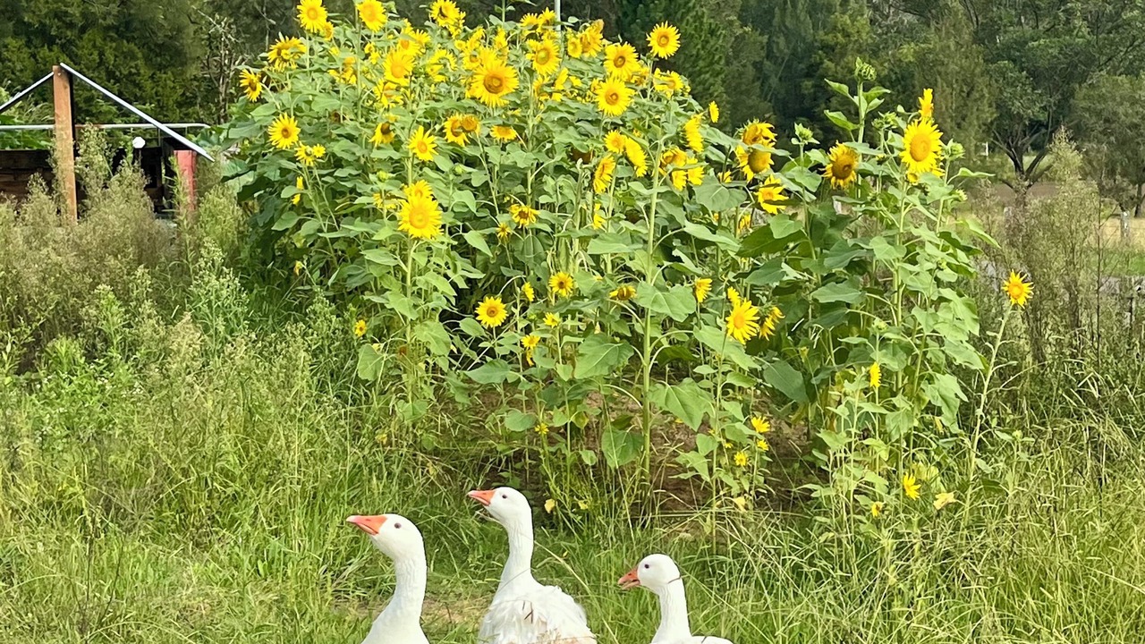 Photo of Others in Wollombi
