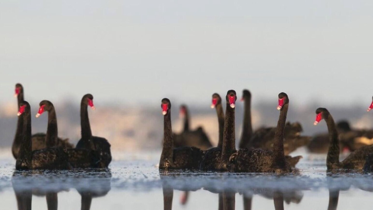 Photo of Others in Swan Bay