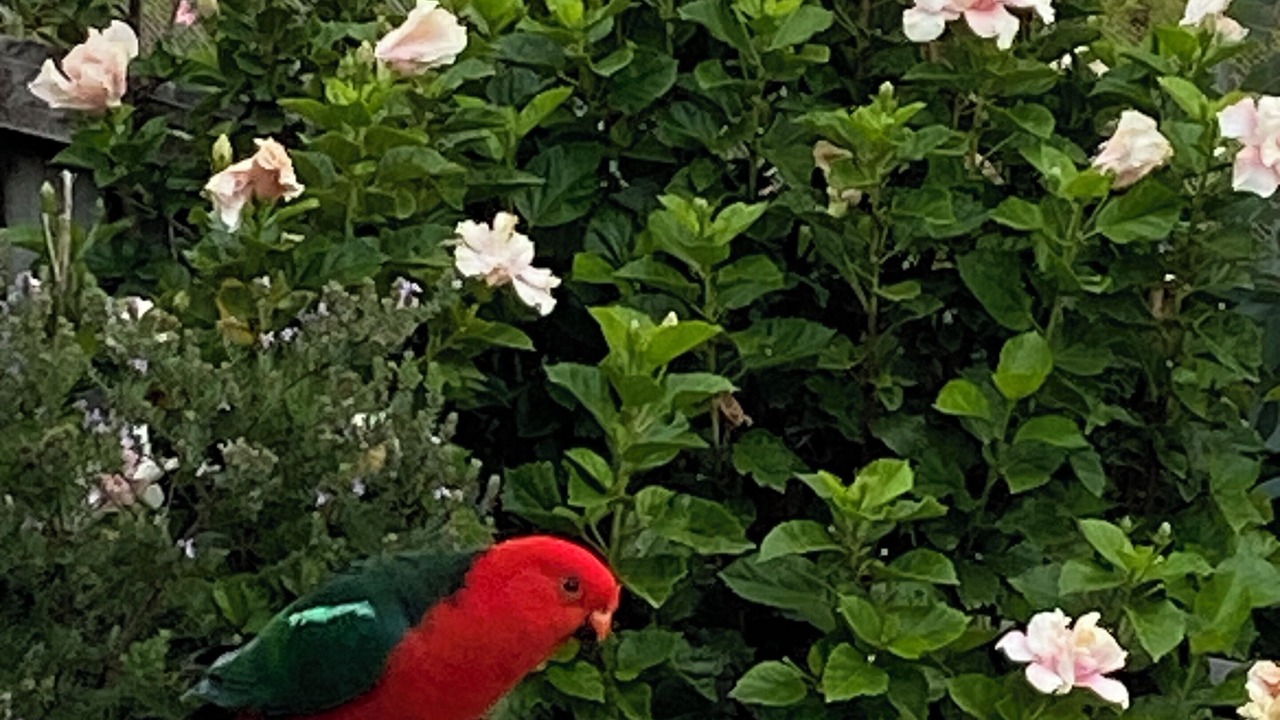 Photo of Outdoor in Lorne