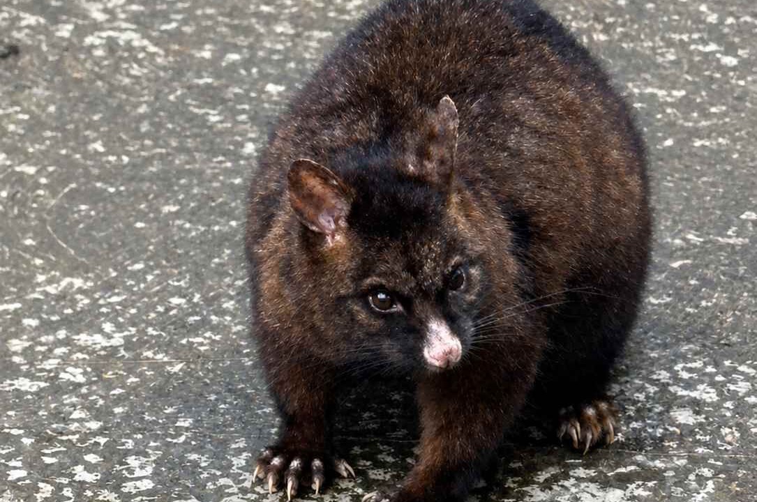 Photo of Others in Taroona