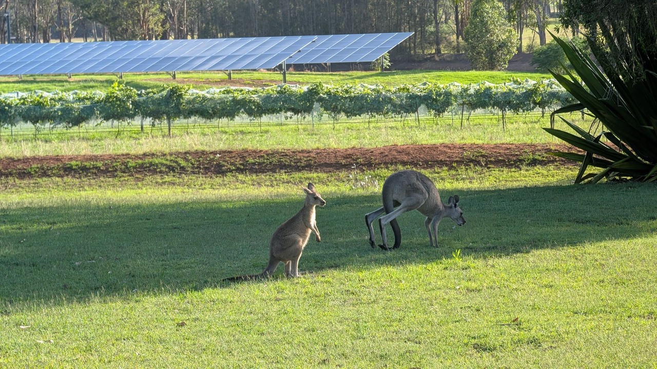 Photo of Others in Pokolbin