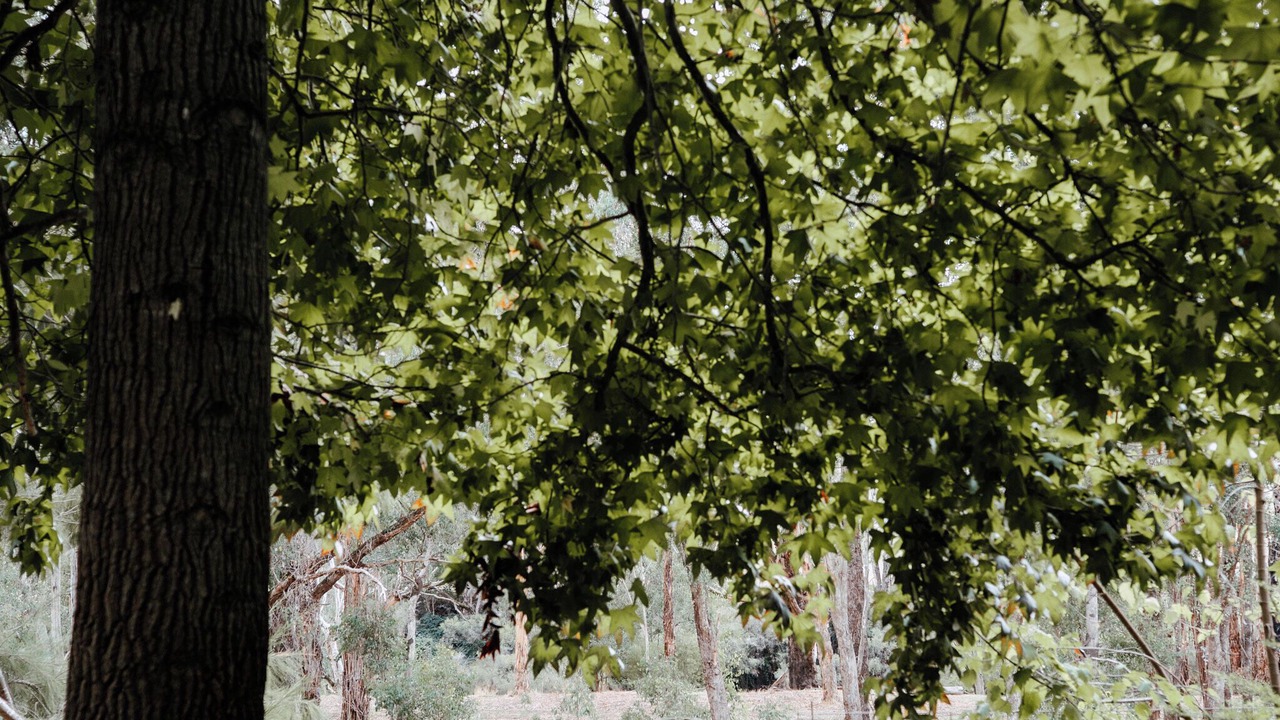 Photo of Outdoor in Nannup