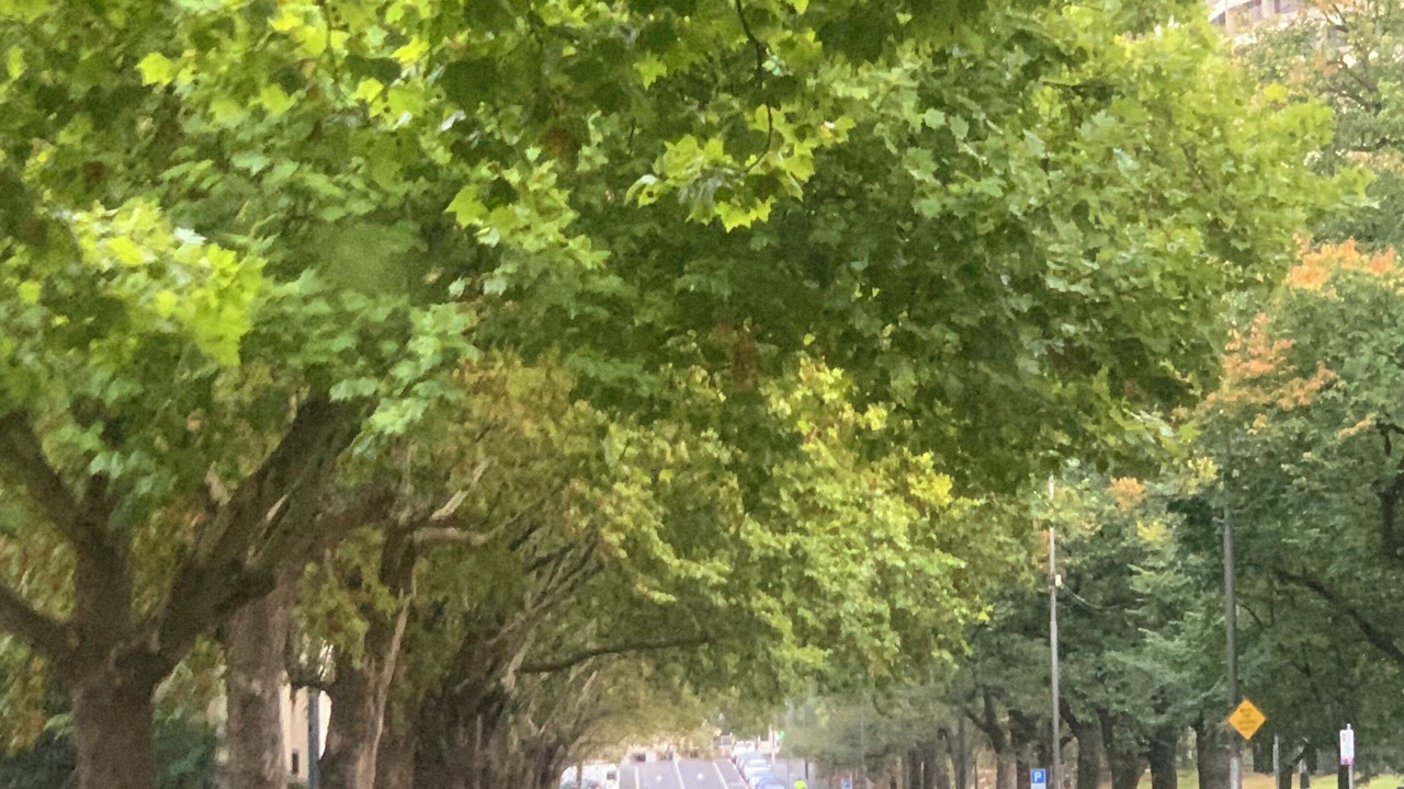 Photo of Others in East Melbourne