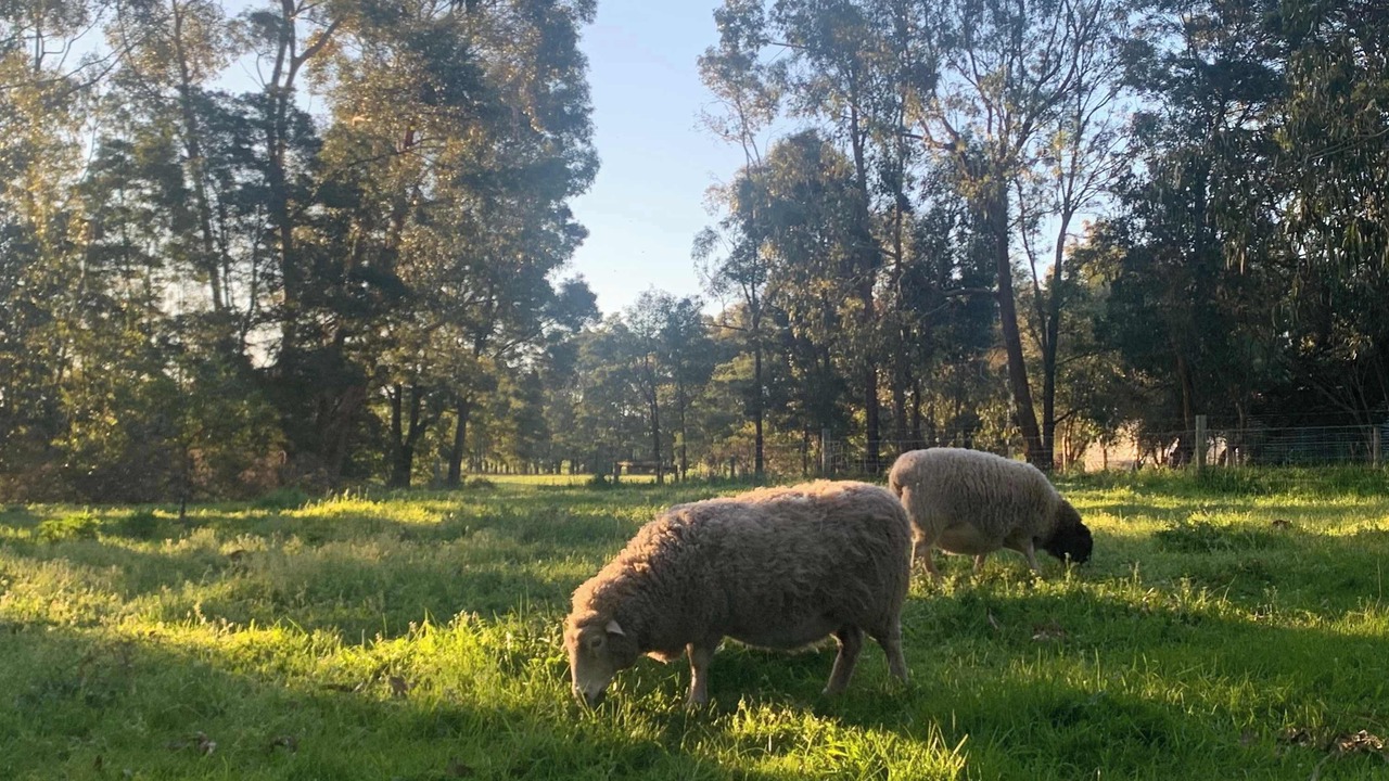 Photo of Others in Cudgee