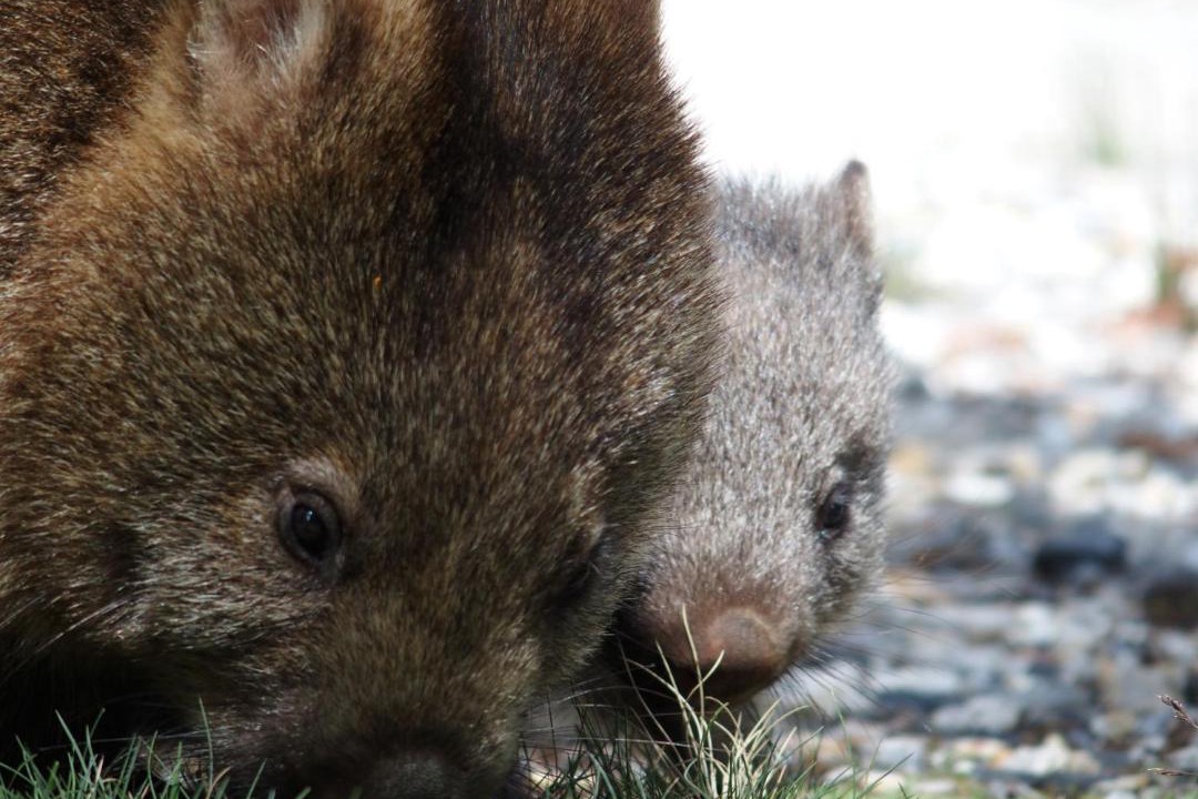 Photo of Others in Cradle Mountain