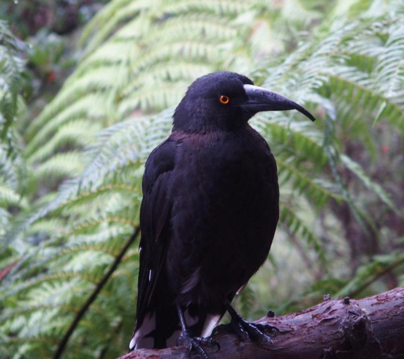Photo of Others in Cradle Mountain