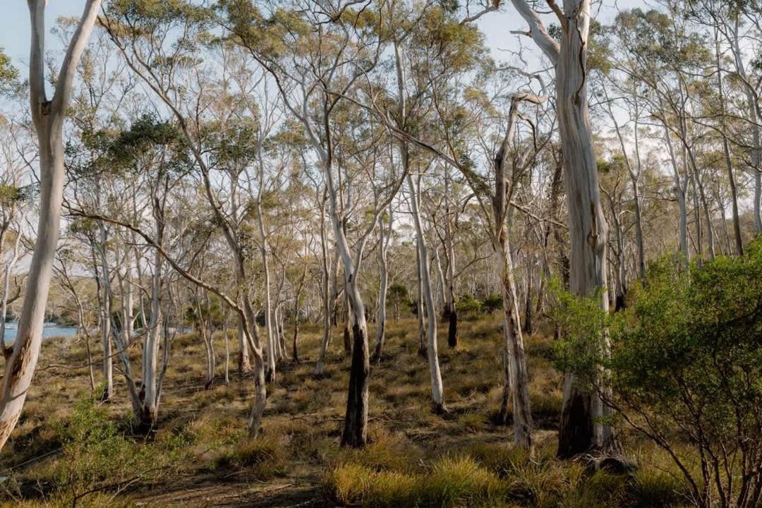 Photo of Others in North Bruny