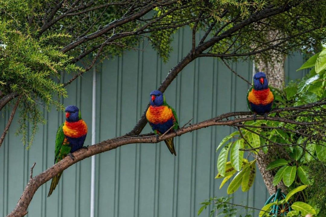 Photo of Others in Batemans Bay