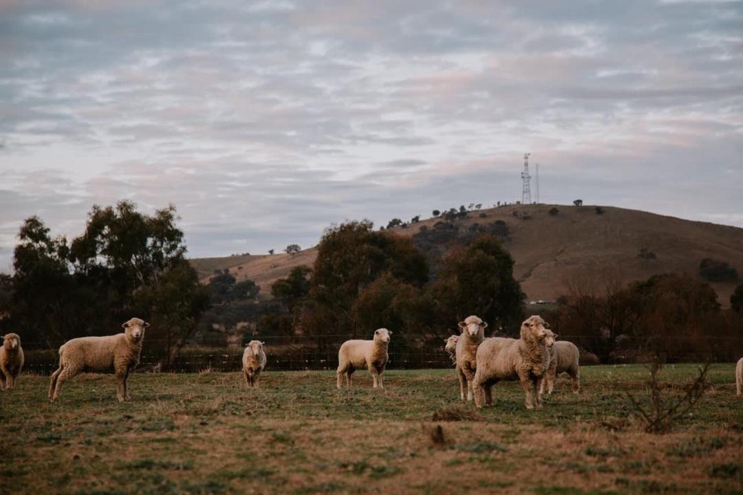 Photo of Others in Boorowa