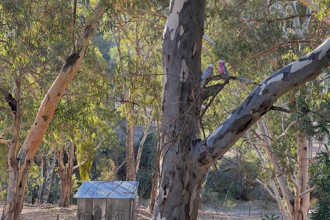 Photo of Others in Gould Creek