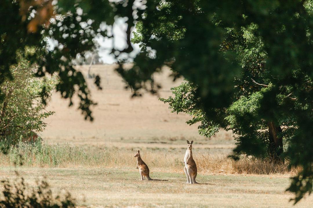 Photo of Others in Armidale