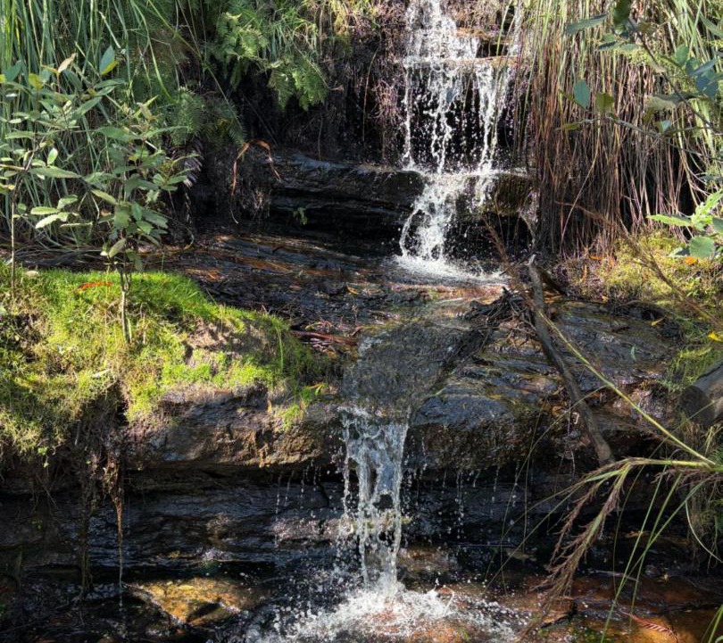 Photo of Others in Wentworth Falls