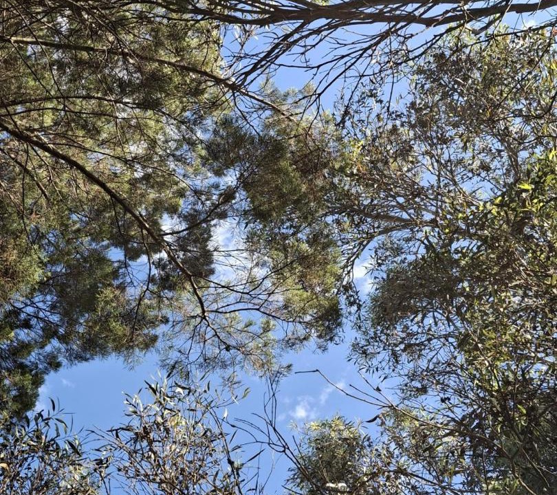 Photo of Others in American River