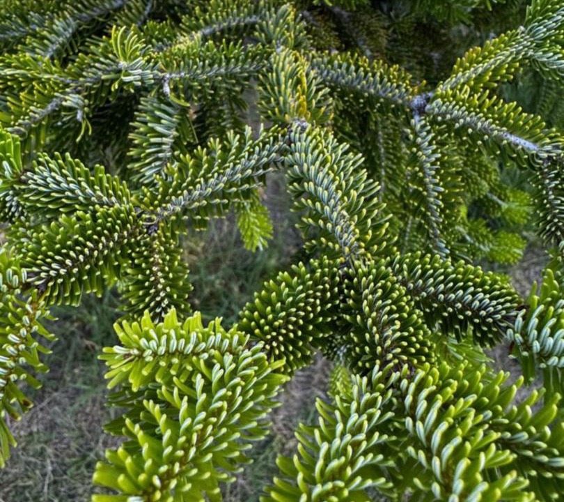 Photo of Others in Wentworth Falls
