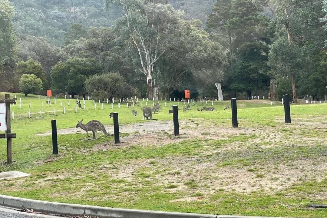 Photo of Others in Halls Gap