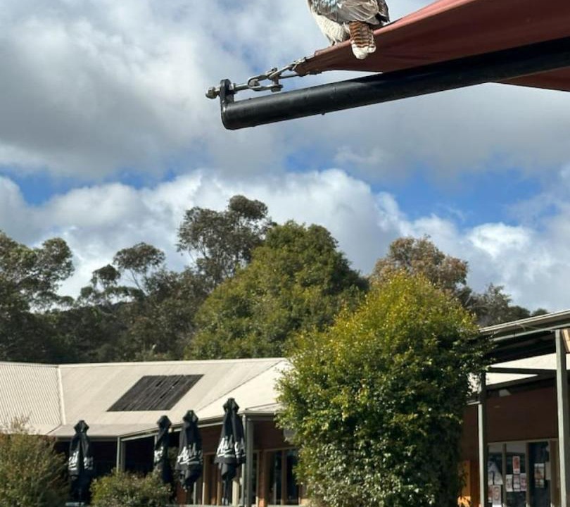 Photo of Others in Halls Gap