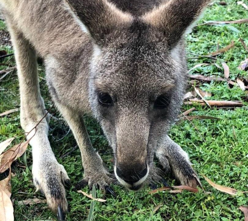 Photo of Others in Halls Gap