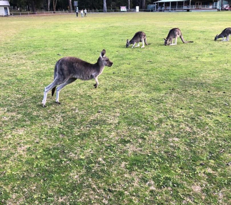 Photo of Others in Halls Gap