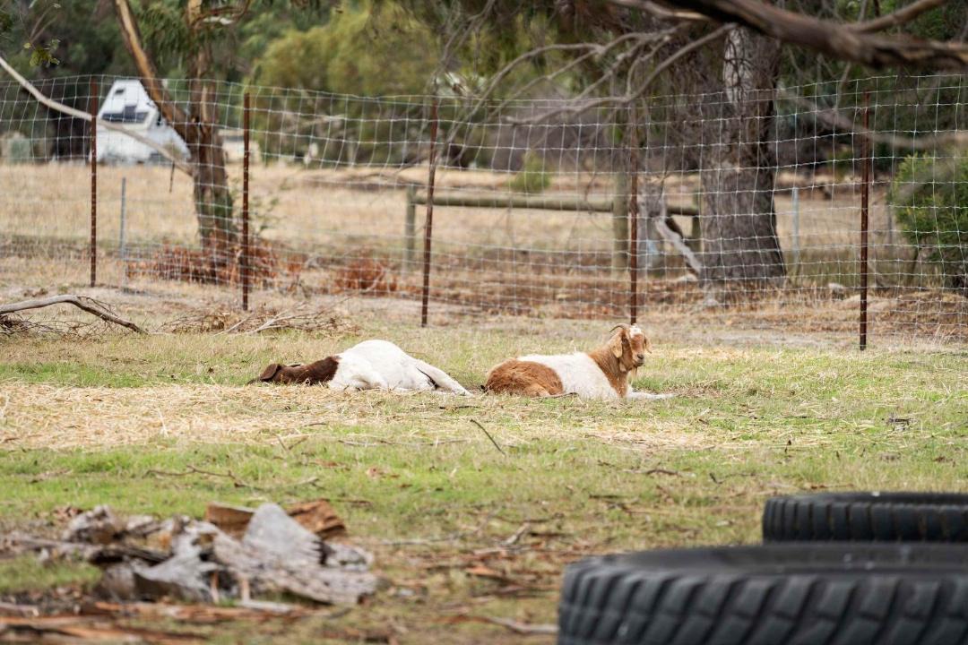 Photo of Others in Halls Gap