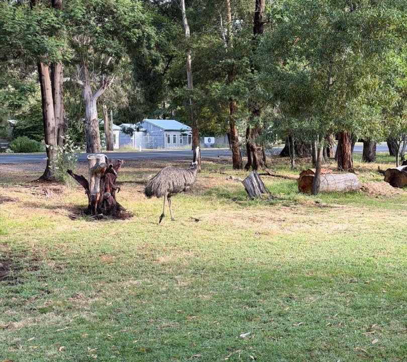 Photo of Others in Halls Gap