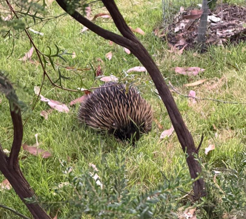 Photo of Others in Halls Gap