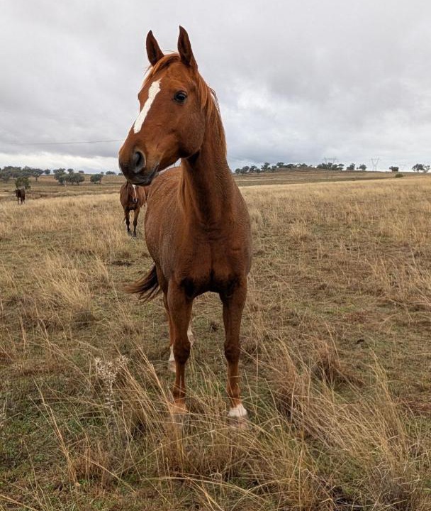 Photo of Others in Oxley Vale