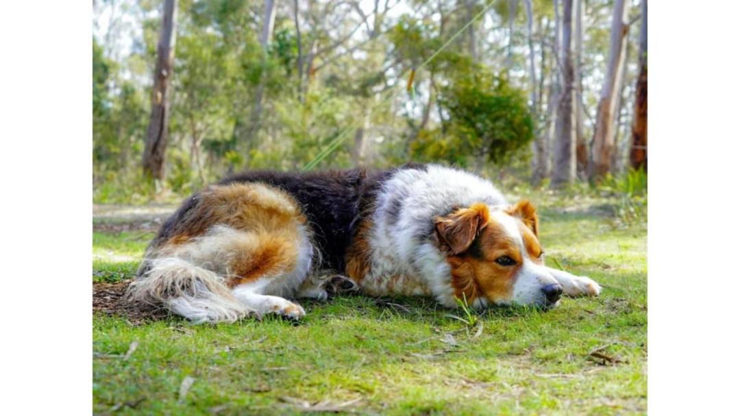 Photo of Others in North Bruny