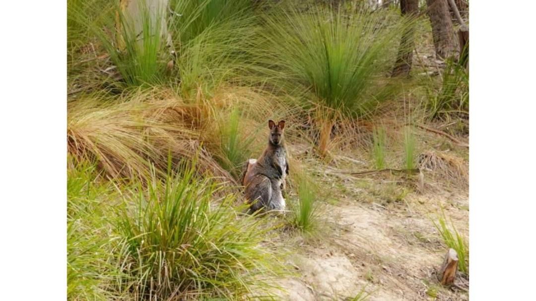 Photo of Others in North Bruny