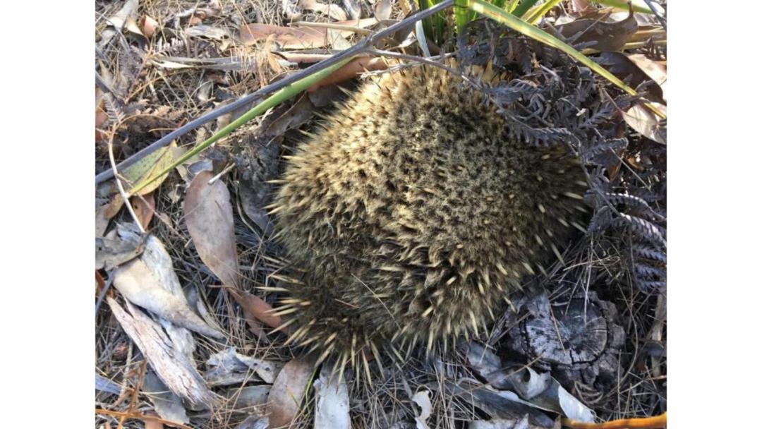 Photo of Others in North Bruny
