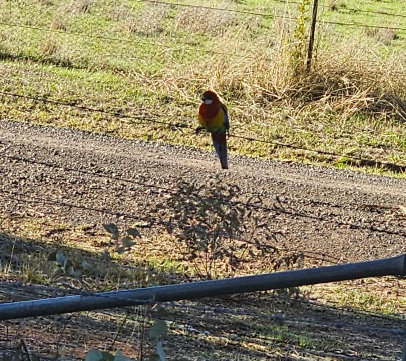 Photo of Others in Halls Creek