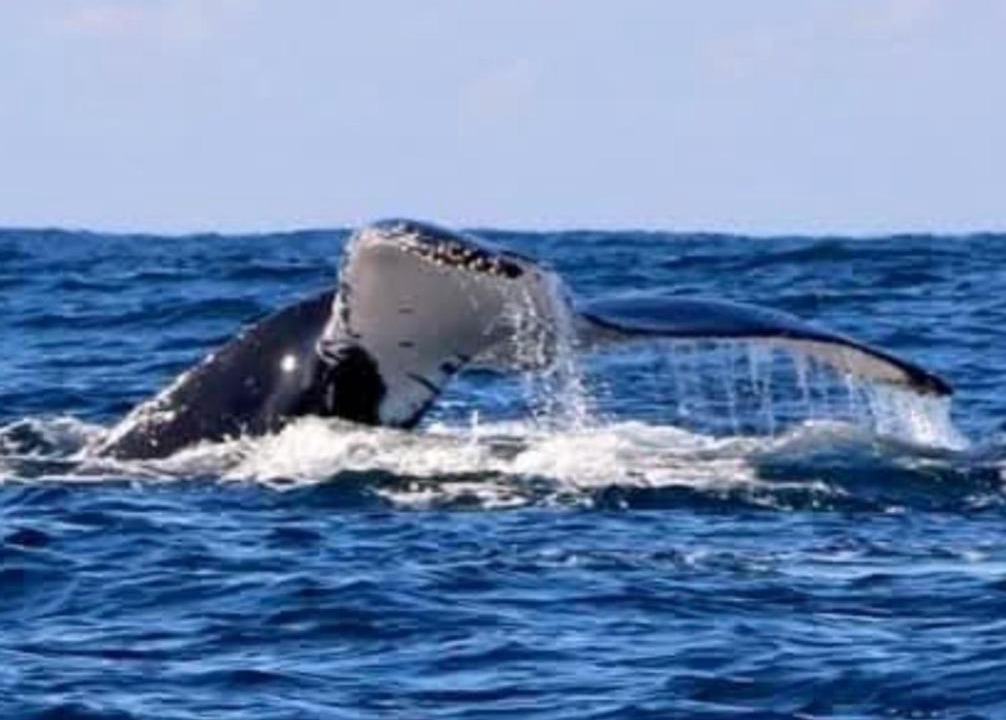 Photo of Others in Caves Beach