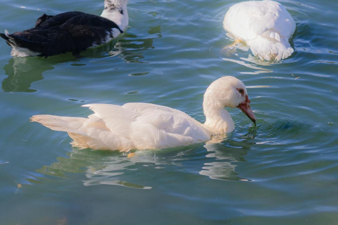 Photo of Others in Lovedale