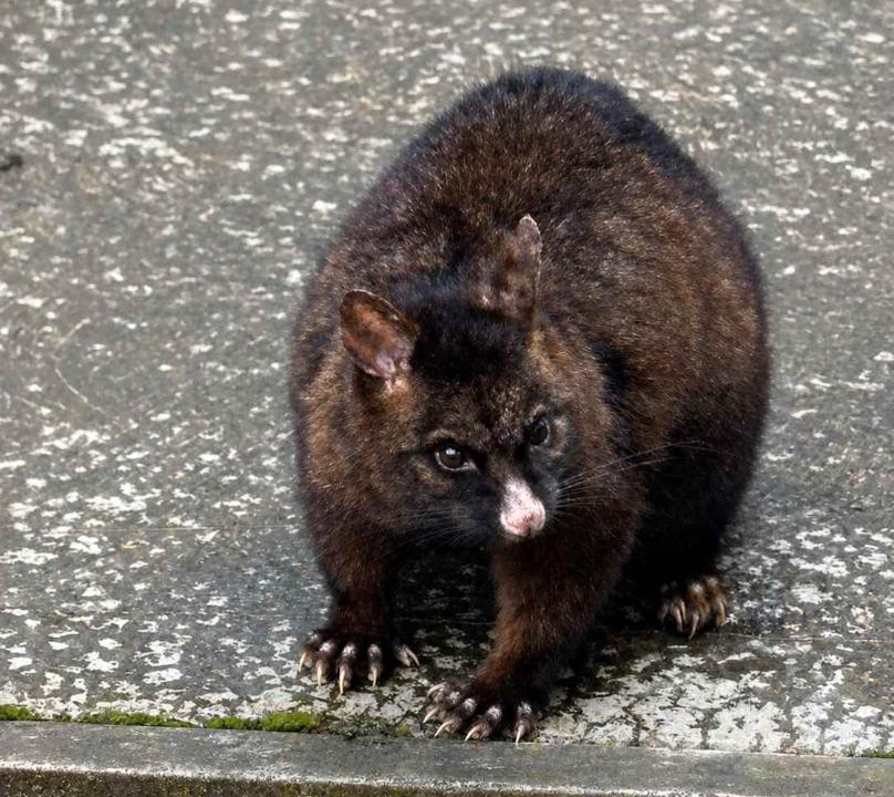 Photo of Others in Taroona