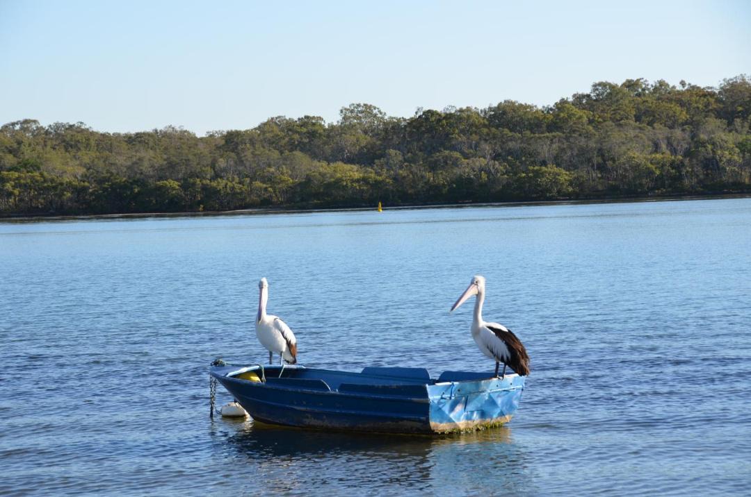 Photo of Others in Maroochydore