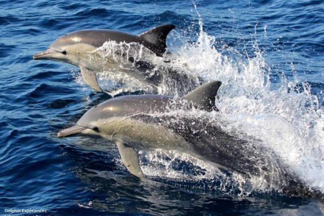 Photo of Others in Fern Bay