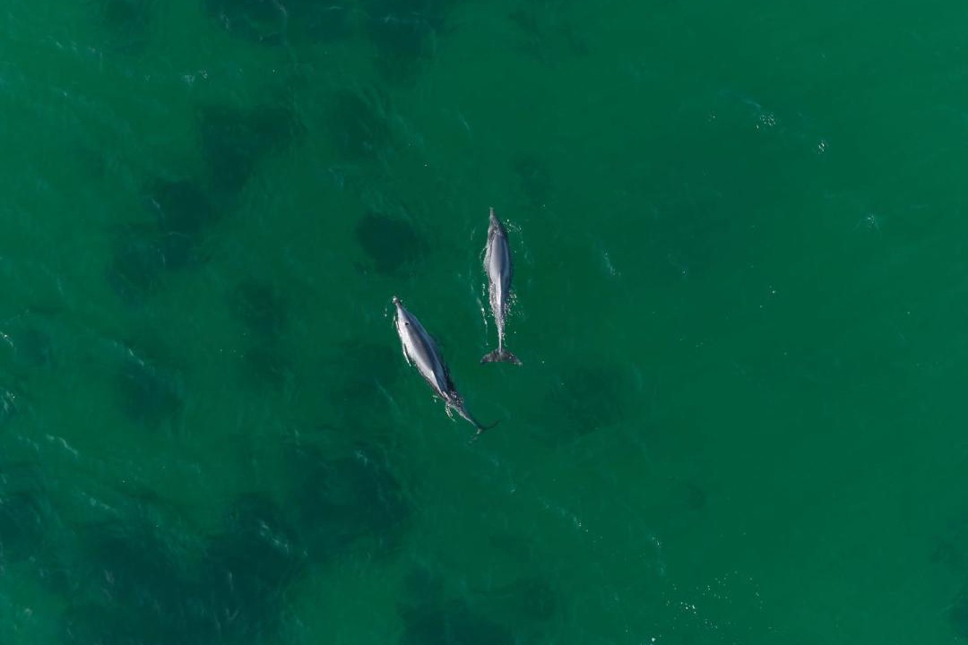 Photo of Others in Emu Point