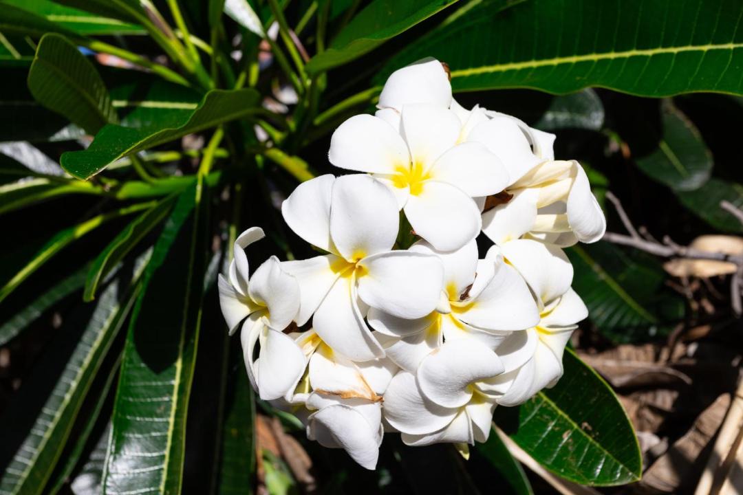 Photo of Outdoor in Yeppoon
