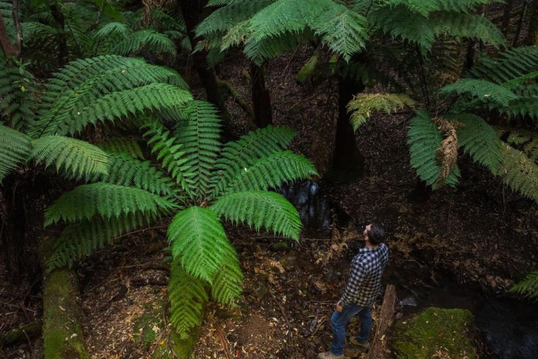 Photo of Others in Fern Tree
