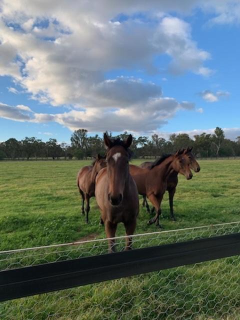 Photo of Others in Nagambie