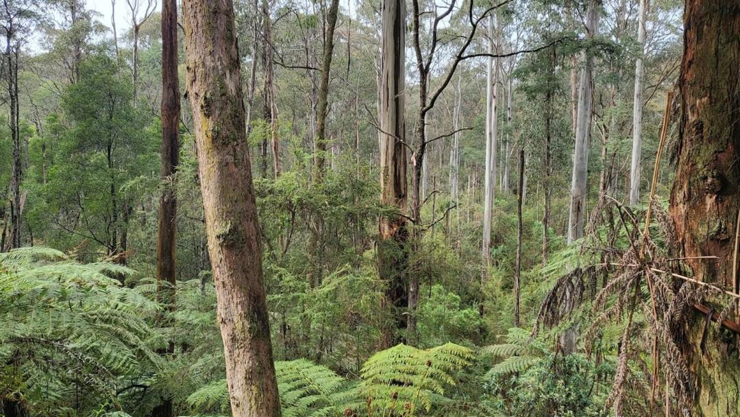 Photo of Others in Reefton