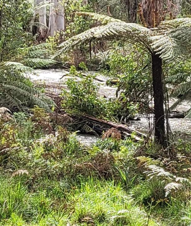 Photo of Others in Reefton
