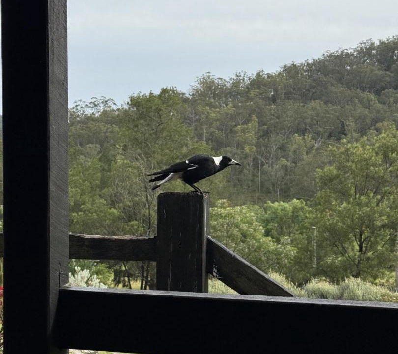 Photo of Others in Wollombi