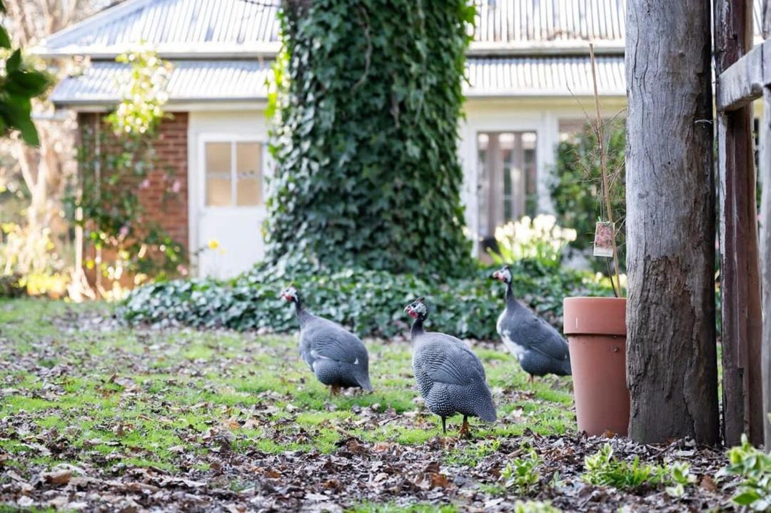 Photo of Others in Emu Swamp