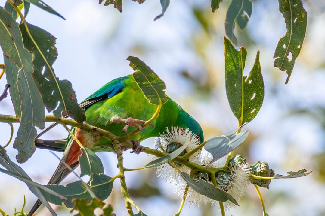 Photo of Others in Kingborough